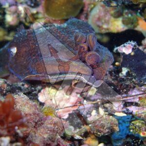 Port Hughes Cuttlefish #2